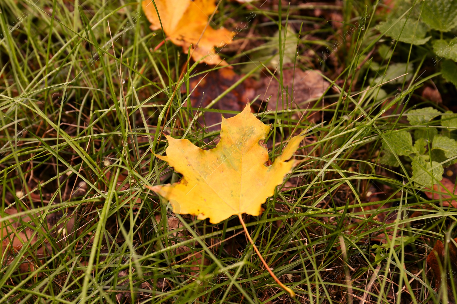 Photo of Fallen autumn leaves on green grass outdoors