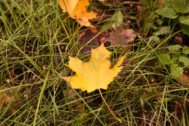 Photo of Fallen autumn leaves on green grass outdoors