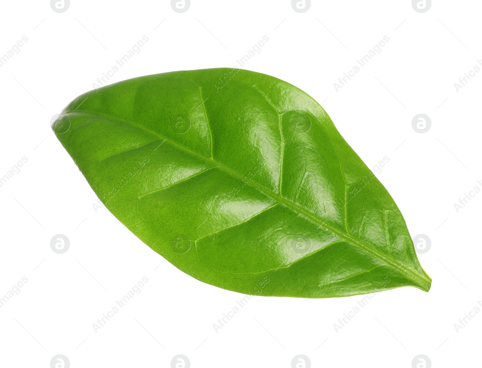 Photo of Fresh green coffee leaf isolated on white