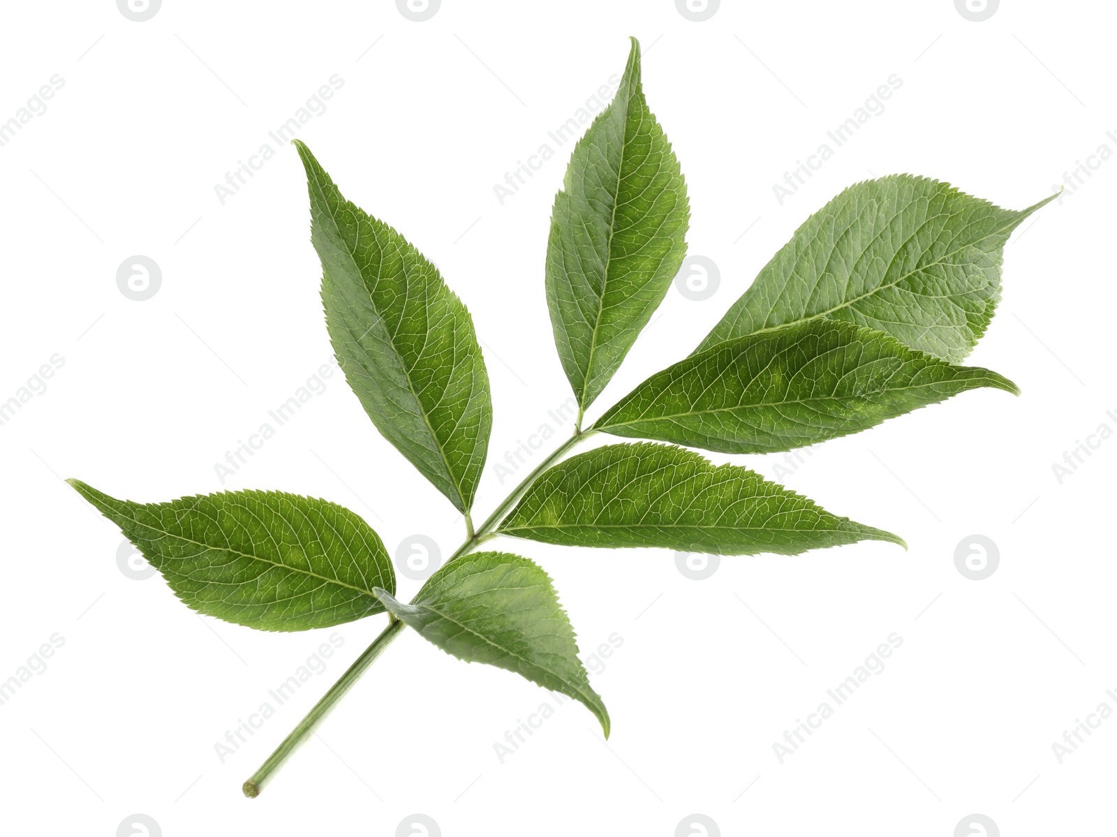 Photo of Fresh green elderberry leaves on white background