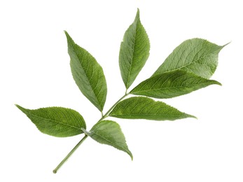 Fresh green elderberry leaves on white background