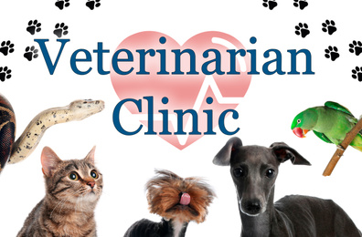 Collage with different cute pets and text Veterinarian Clinic on white background