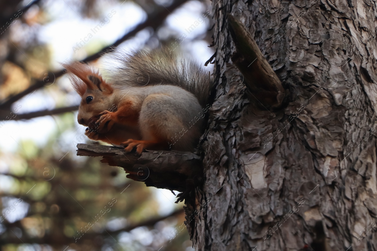 Photo of Cute red squirrel eating nut on tree in forest