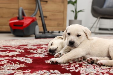Photo of Cute little puppy lying on carpet at home. Space for text