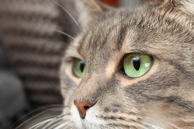 Photo of Closeup view of cute tabby cat with beautiful green eyes on blurred background