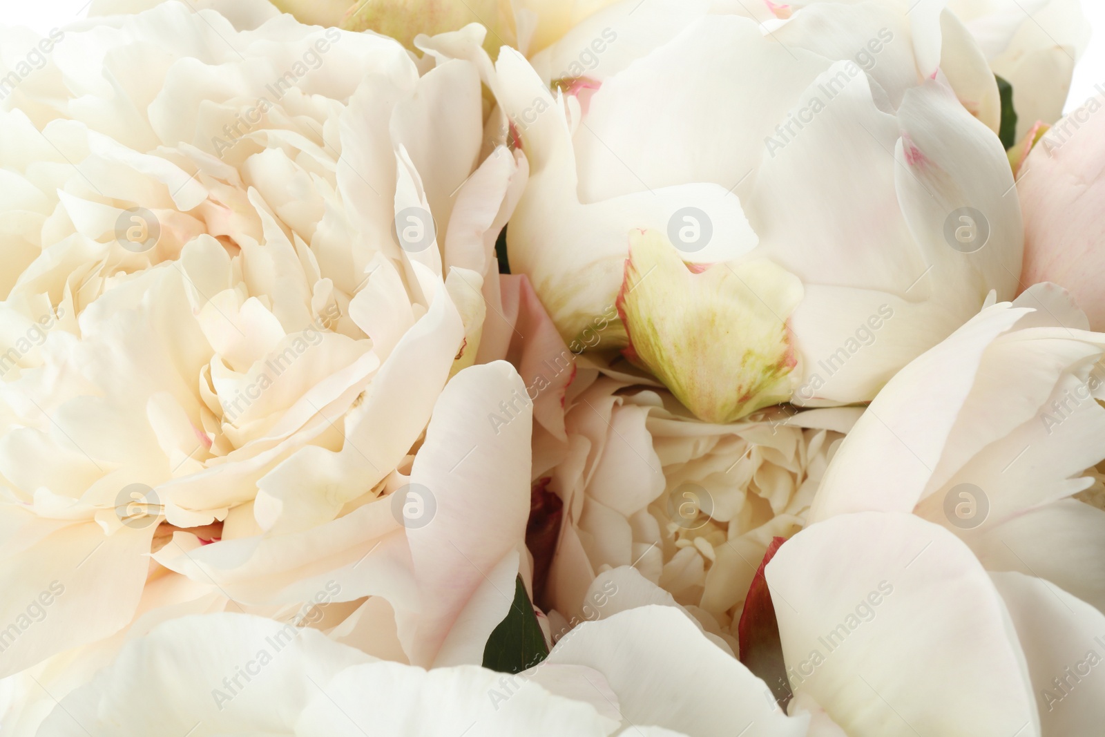 Photo of Closeup view of beautiful white peony flowers