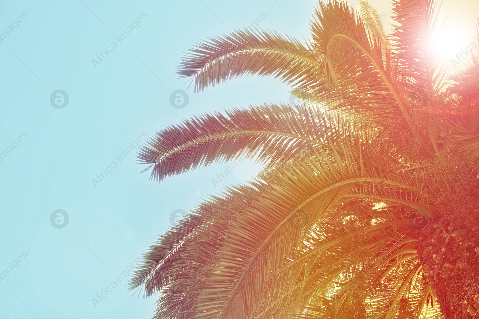 Image of Beautiful tropical palm trees outdoors on sunny day