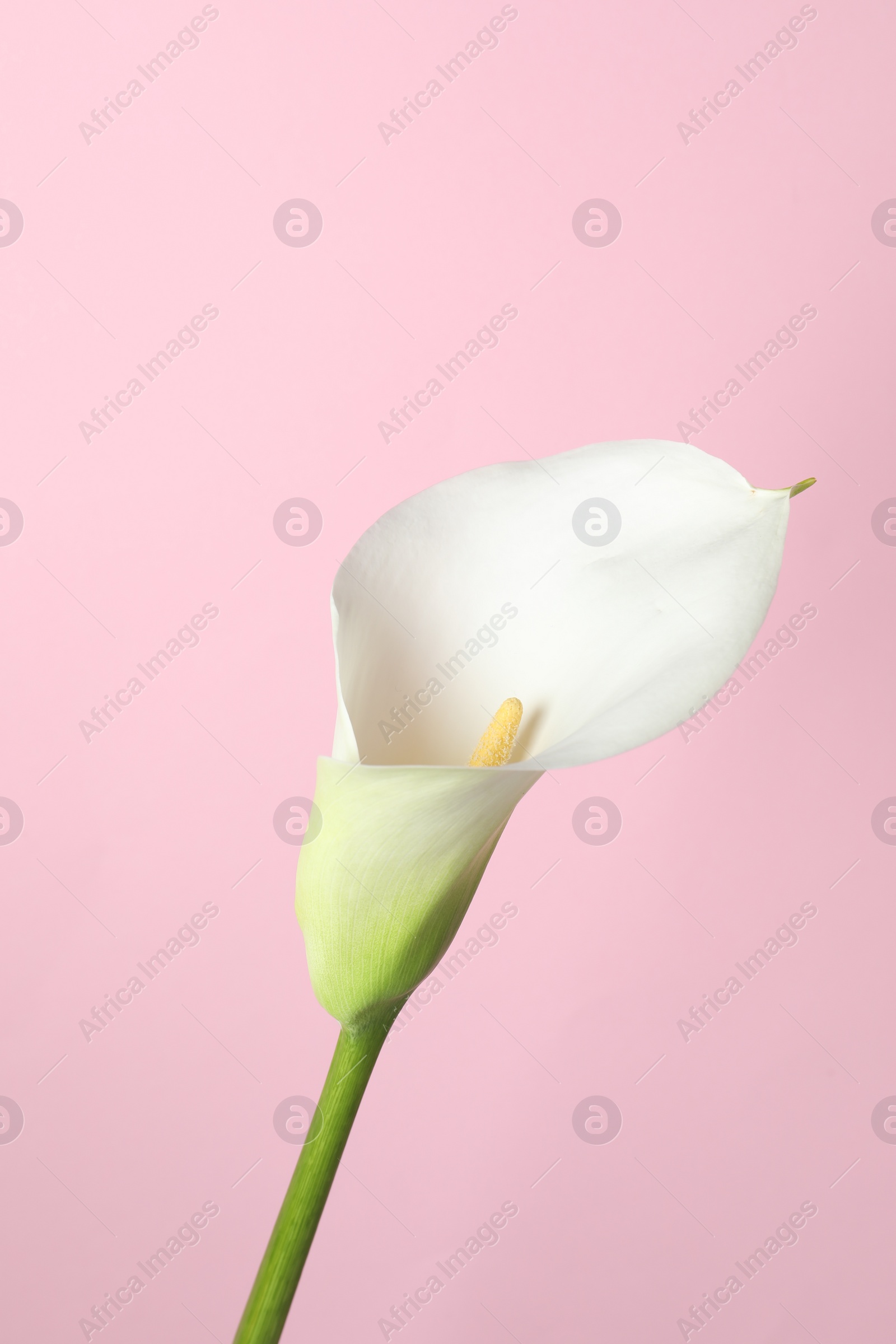 Photo of Beautiful calla lily flower on pink background