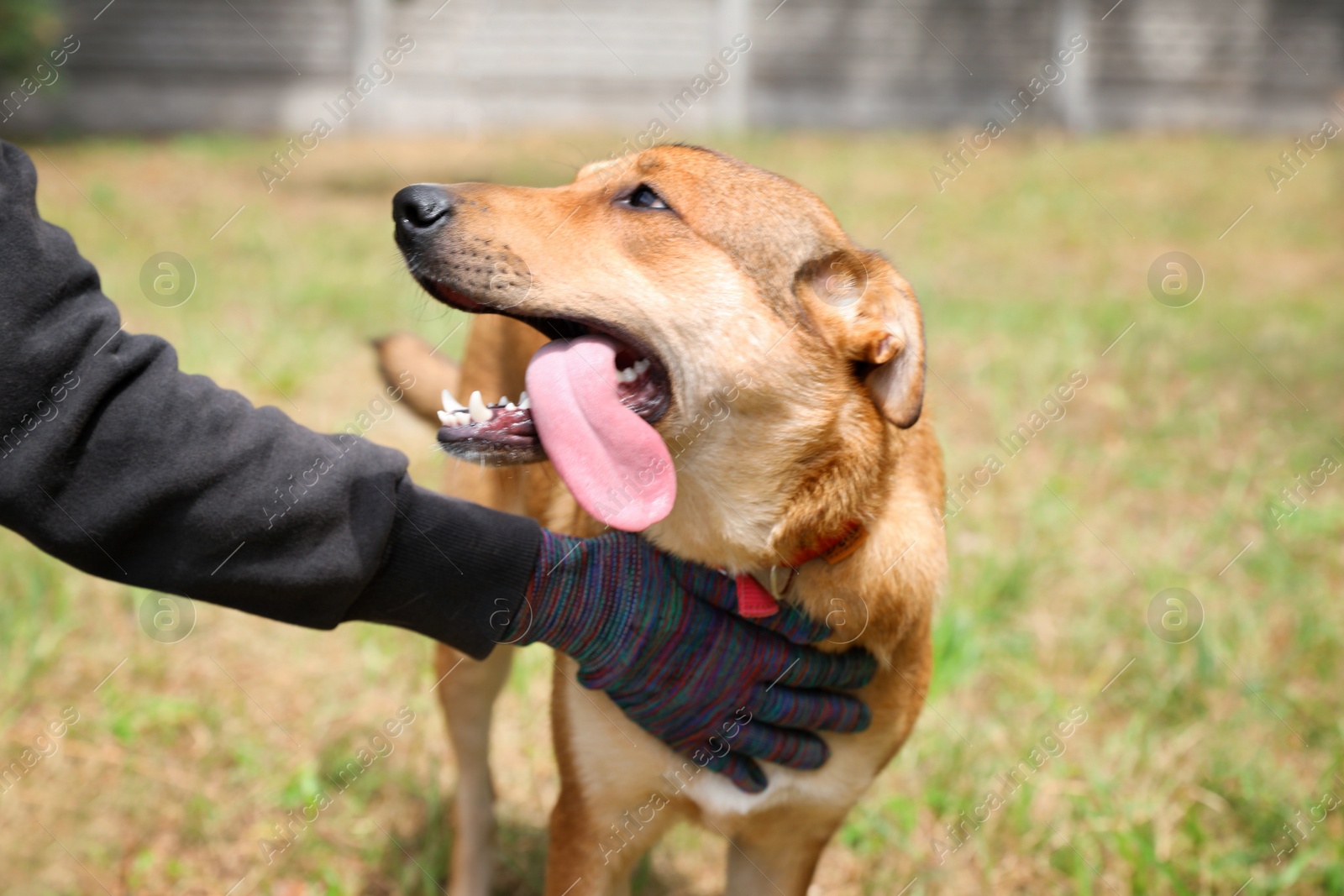 Photo of Female volunteer with homeless dog at animal shelter outdoors