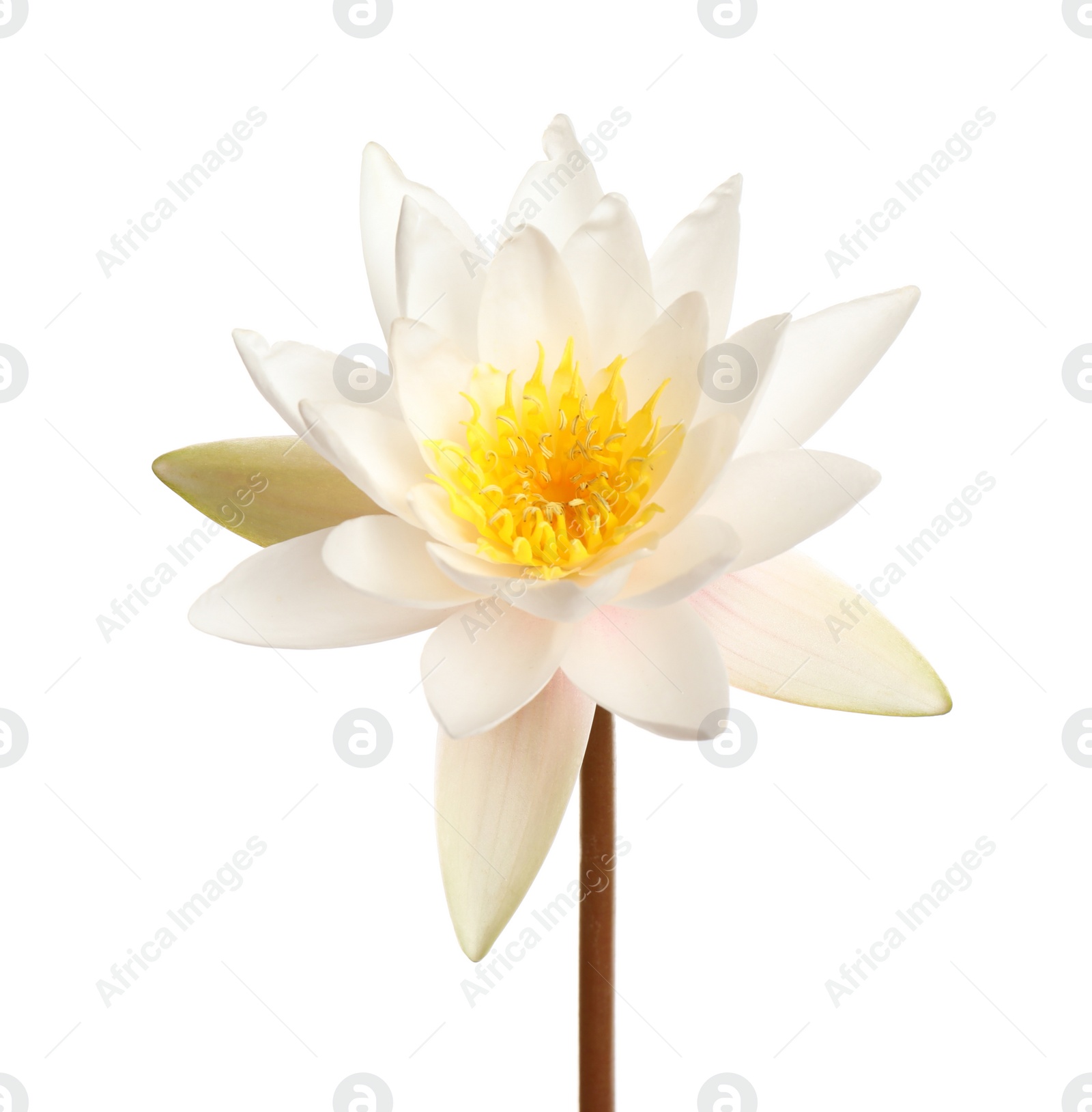 Photo of Beautiful blooming lotus flower isolated on white