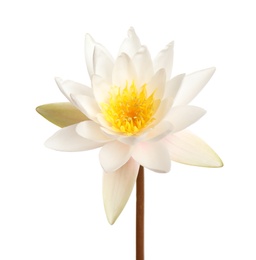 Photo of Beautiful blooming lotus flower isolated on white