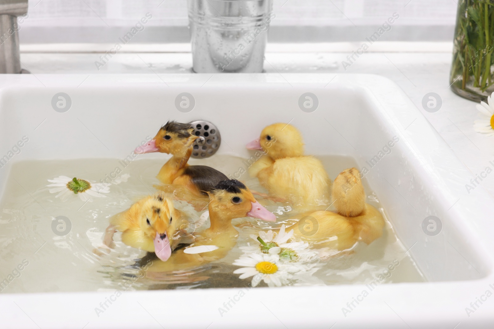 Photo of Cute fluffy ducklings swimming in sink with chamomiles indoors. Baby animals