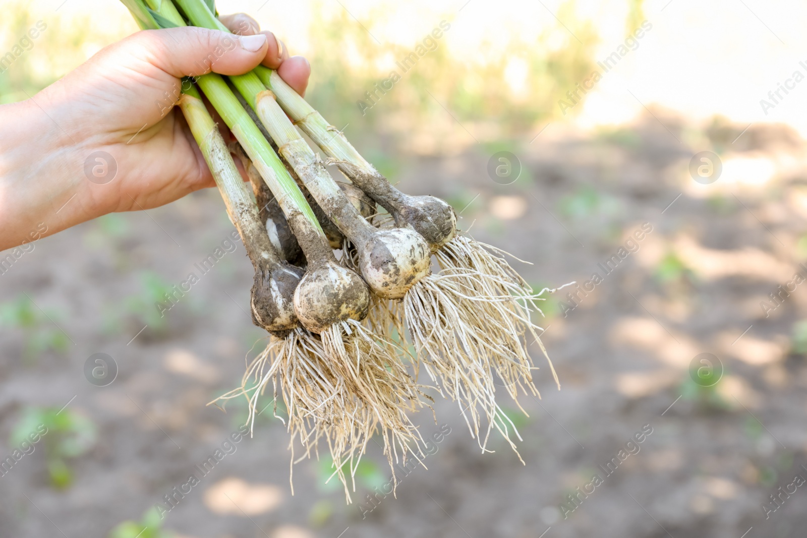 Photo of Farmer holding fresh ripe garlic in field