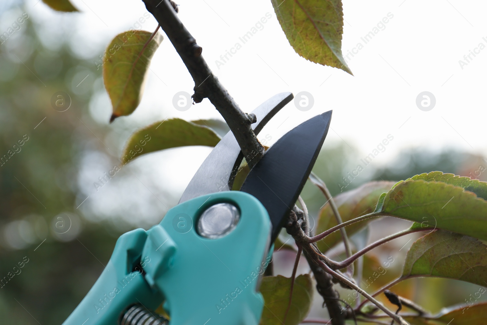 Photo of Pruning tree branch by secateurs outdoors, closeup