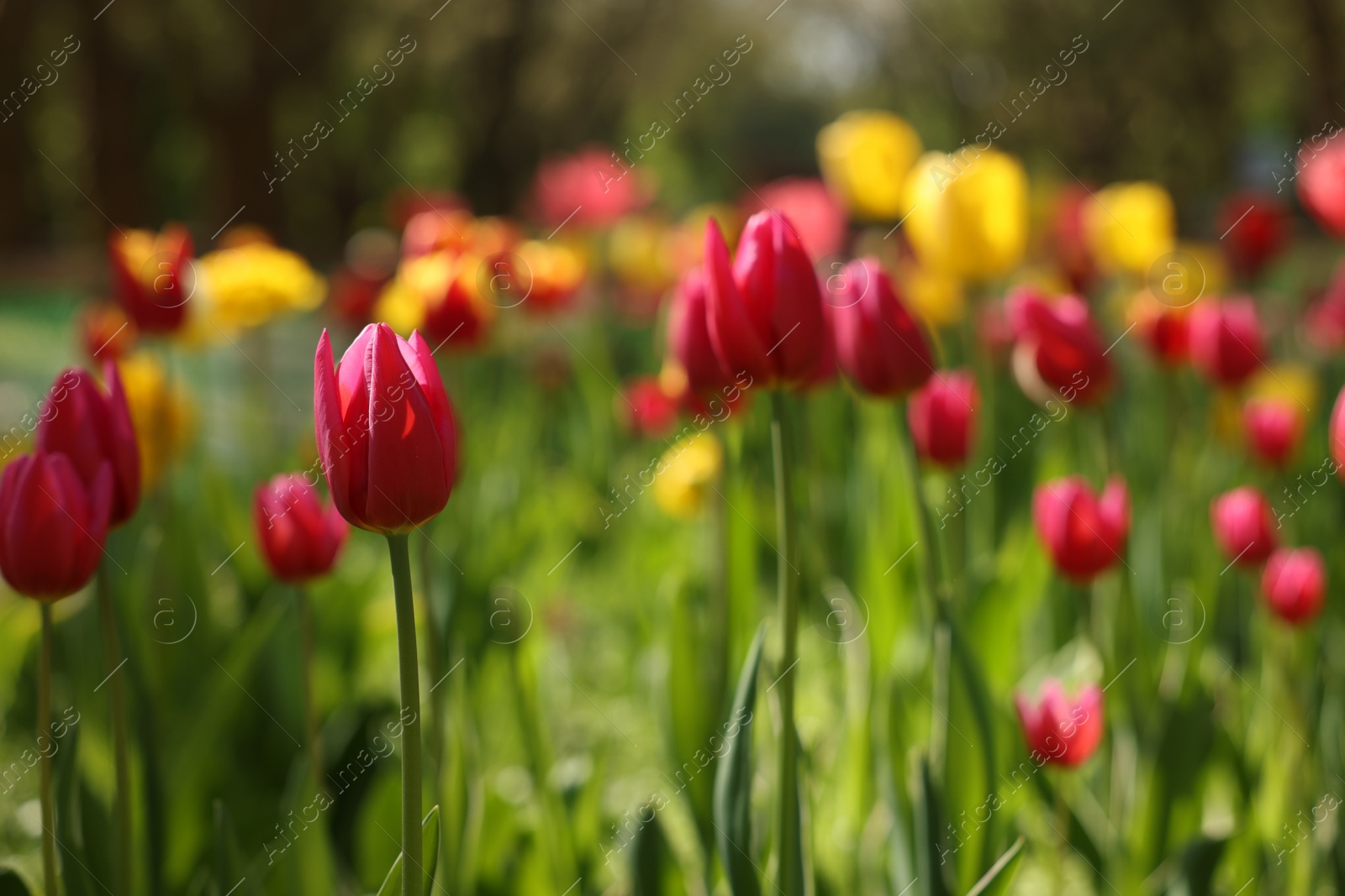 Photo of Beautiful bright tulips growing outdoors on sunny day