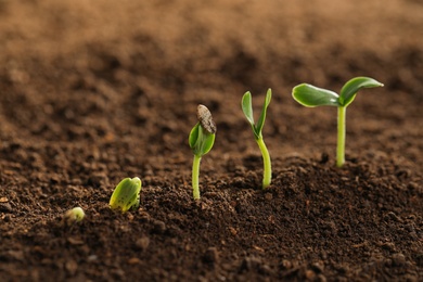 Photo of Little green seedlings growing in fertile soil