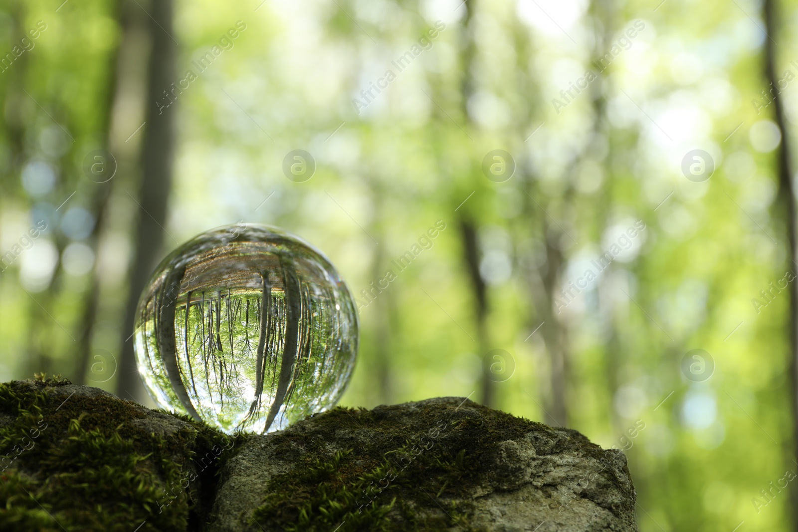 Photo of Beautiful green trees outdoors, overturned reflection. Crystal ball on stone with moss in forest