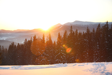 Photo of Picturesque view of conifer forest covered with snow at sunset