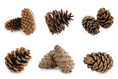 Image of Set with beautiful pine cones on white background