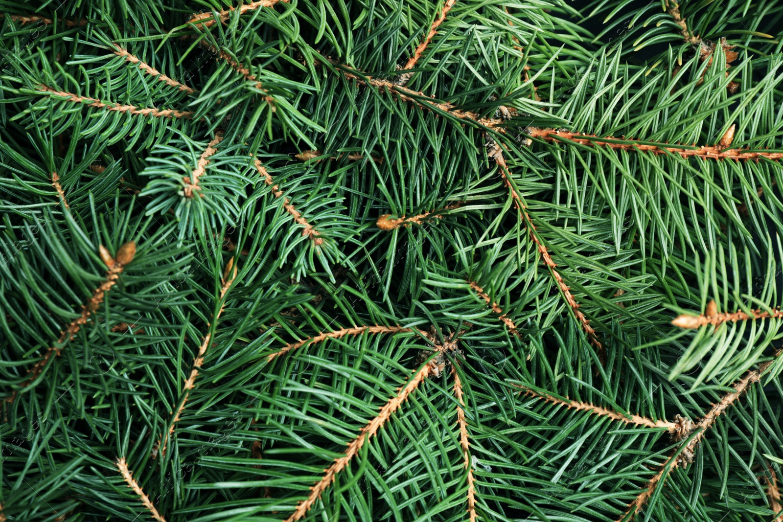 Photo of Branches of Christmas tree as background, closeup