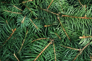 Photo of Branches of Christmas tree as background, closeup