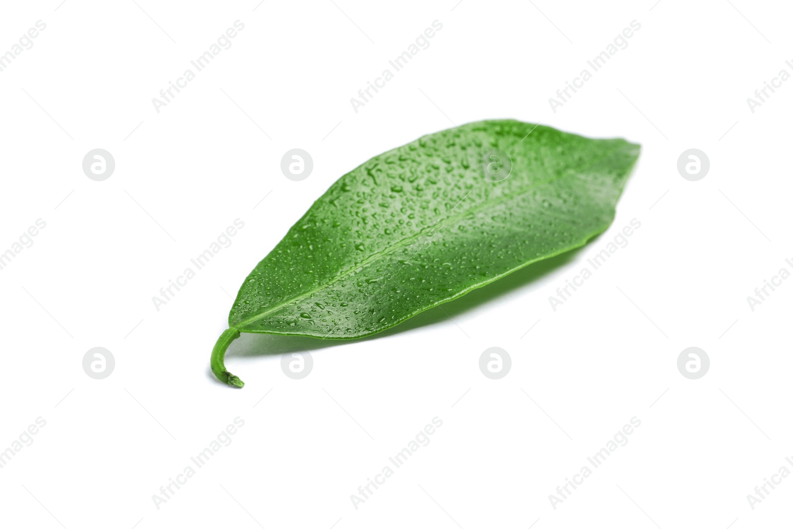 Photo of Fresh green tangerine leaf with water drops on white background