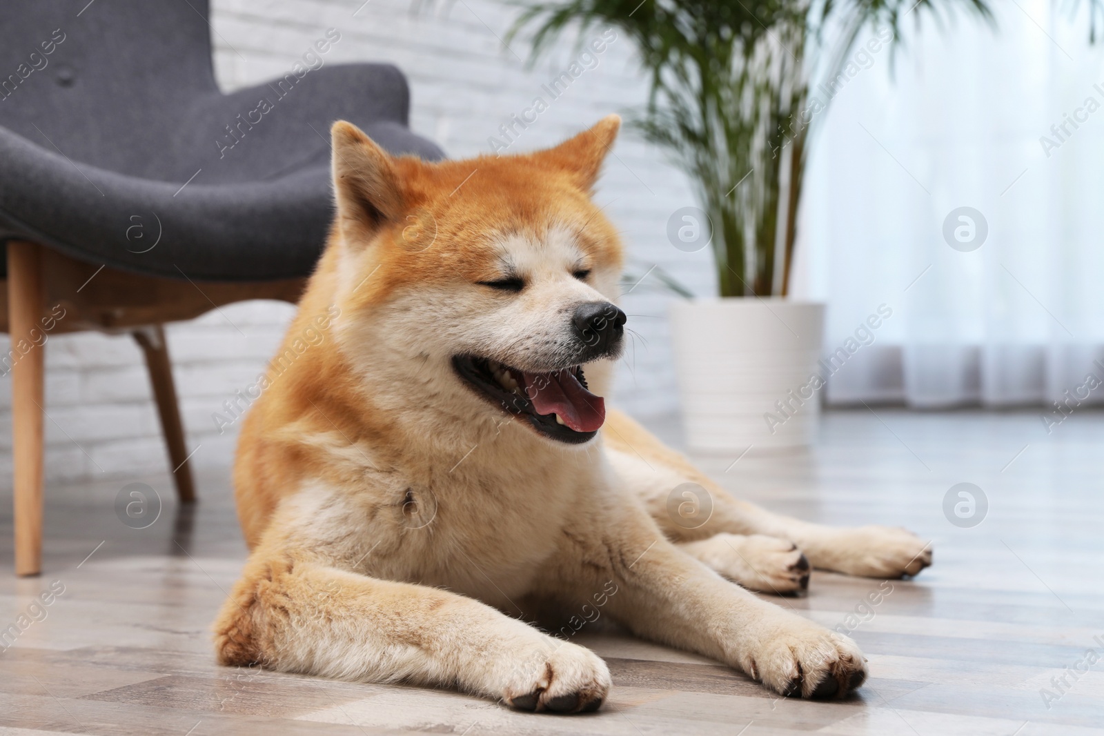 Photo of Adorable Akita Inu dog on floor in living room