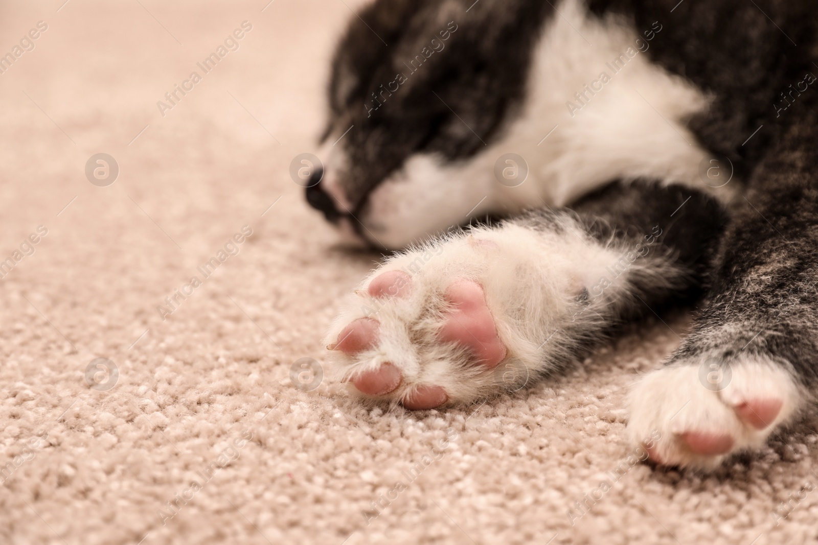 Photo of Cute Akita inu puppy on floor, focus on paws. Friendly dog