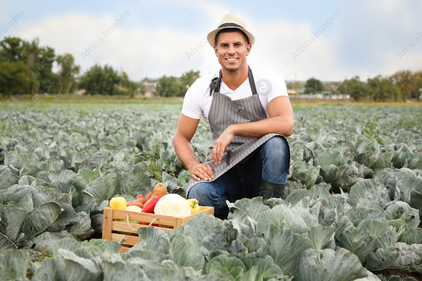 Photo of Farmer working in cabbage field. Harvesting time