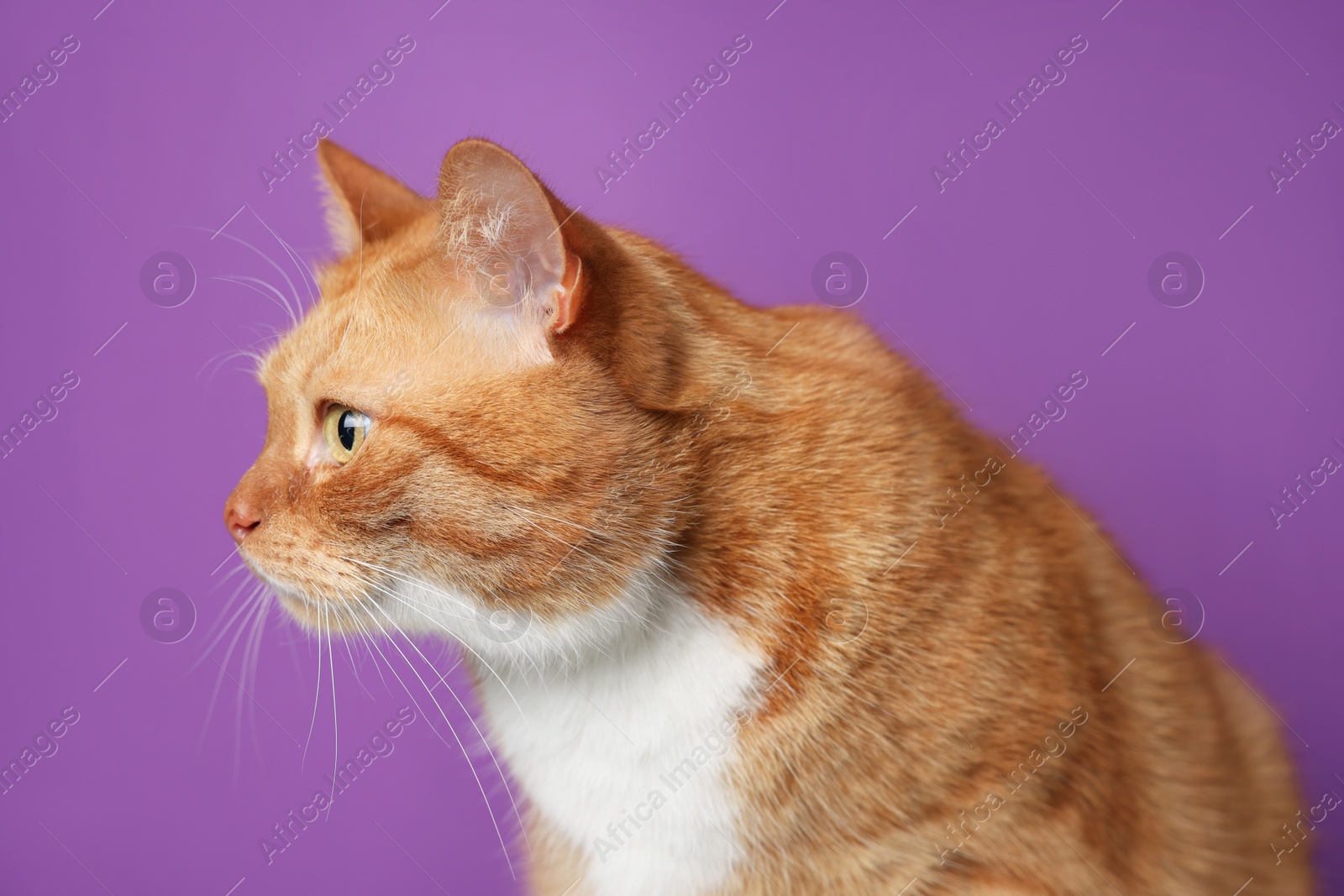 Photo of Cute ginger cat on purple background. Adorable pet