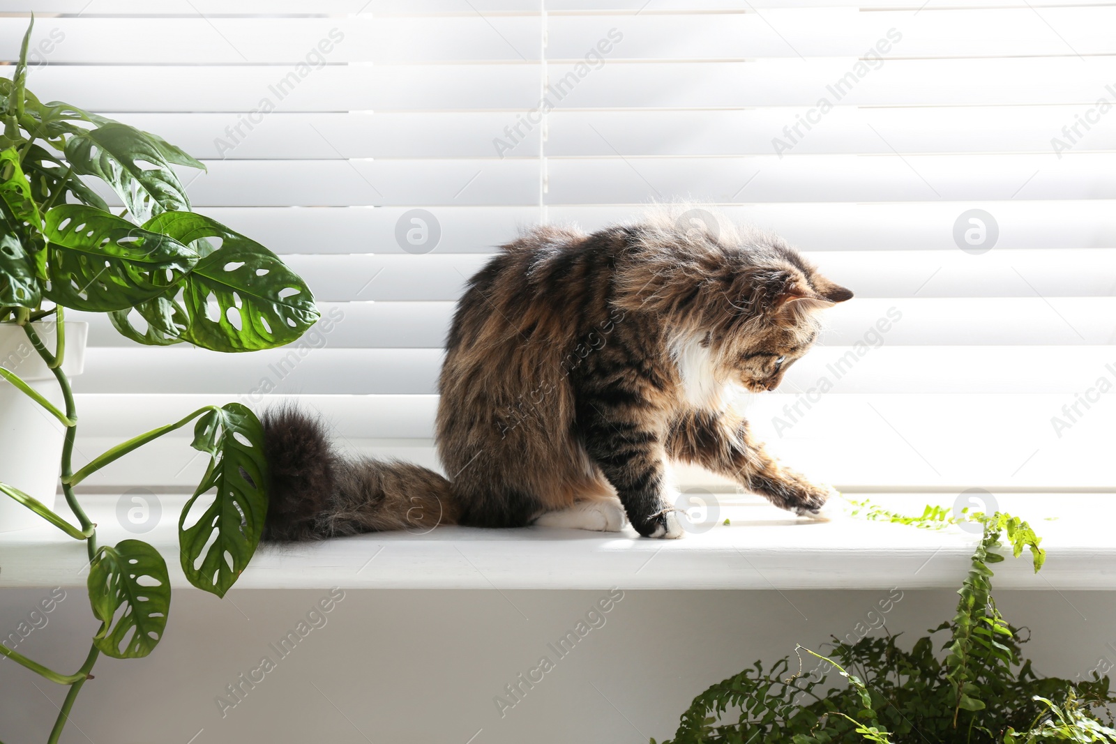 Photo of Adorable cat and houseplants on window sill at home