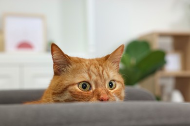 Cute ginger cat lying on armchair at home