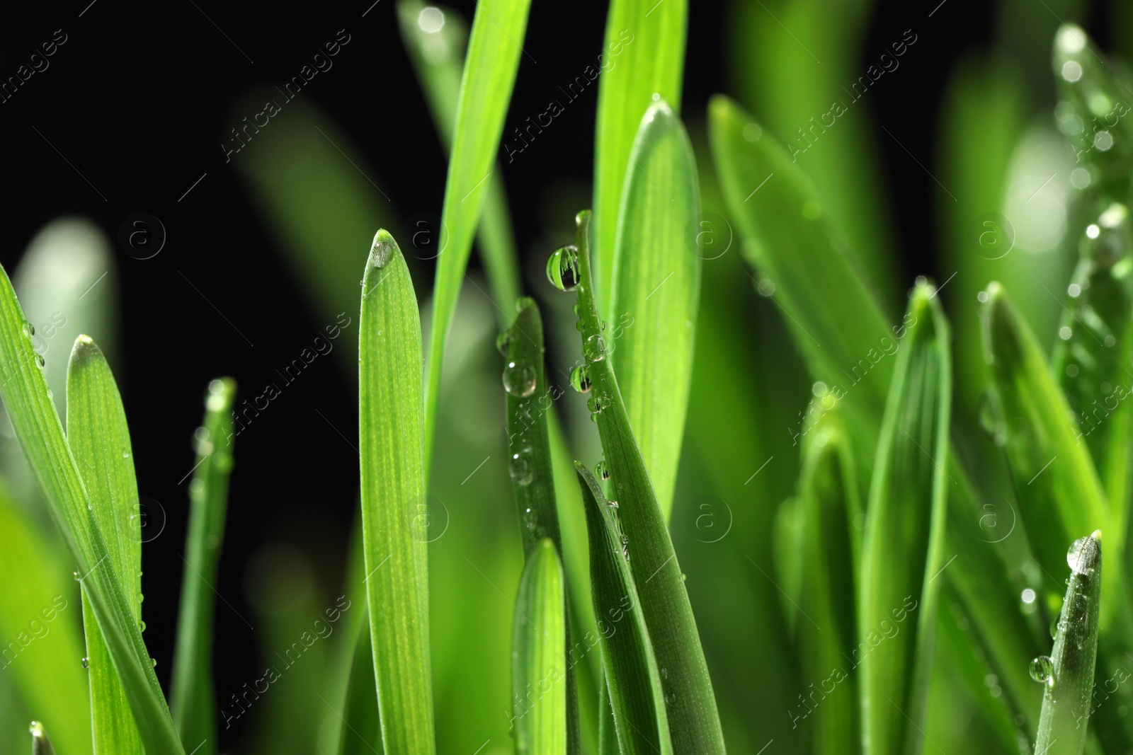 Photo of Green lush grass with water drops on blurred background, closeup