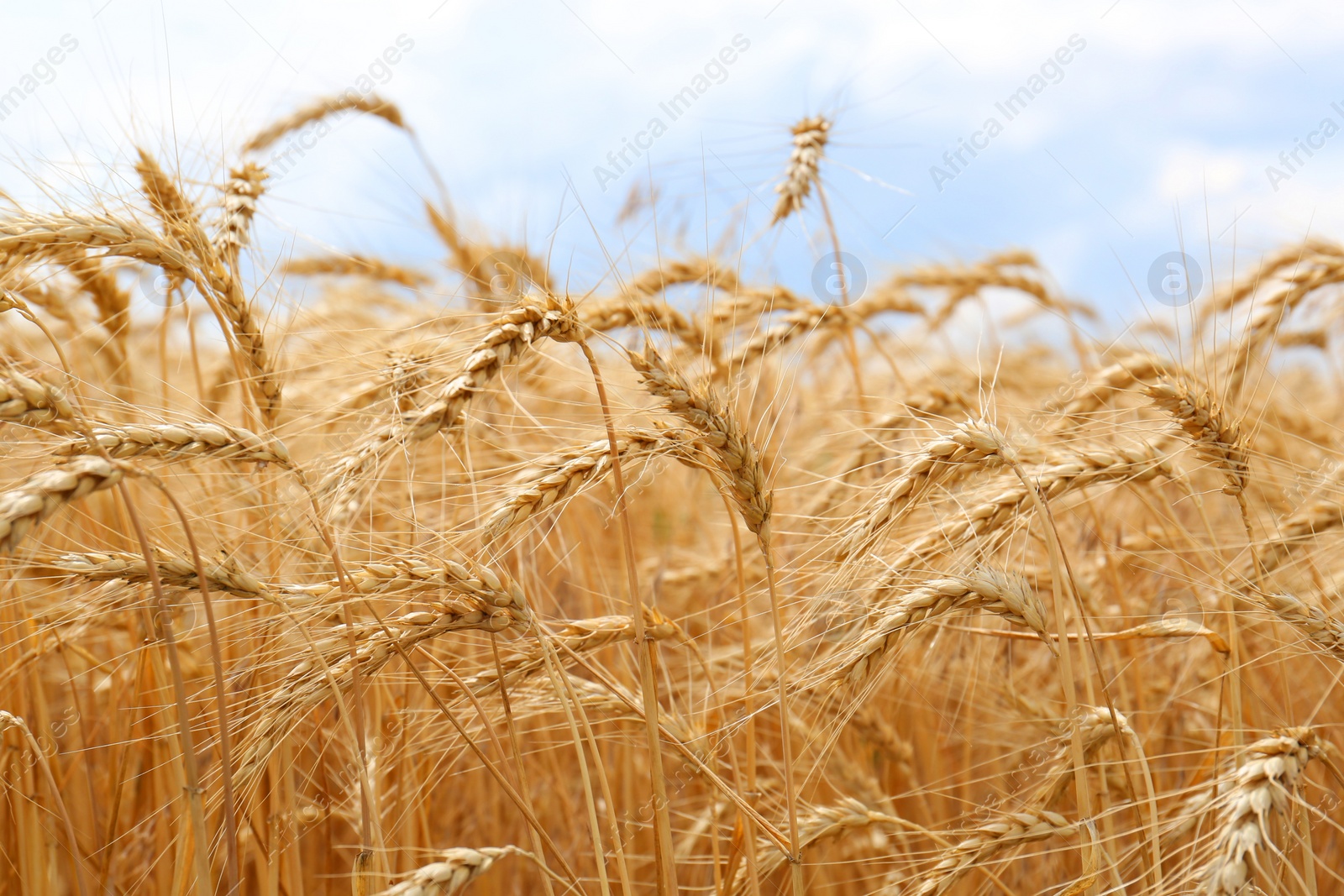 Photo of Ripe wheat spikes in agricultural field, closeup