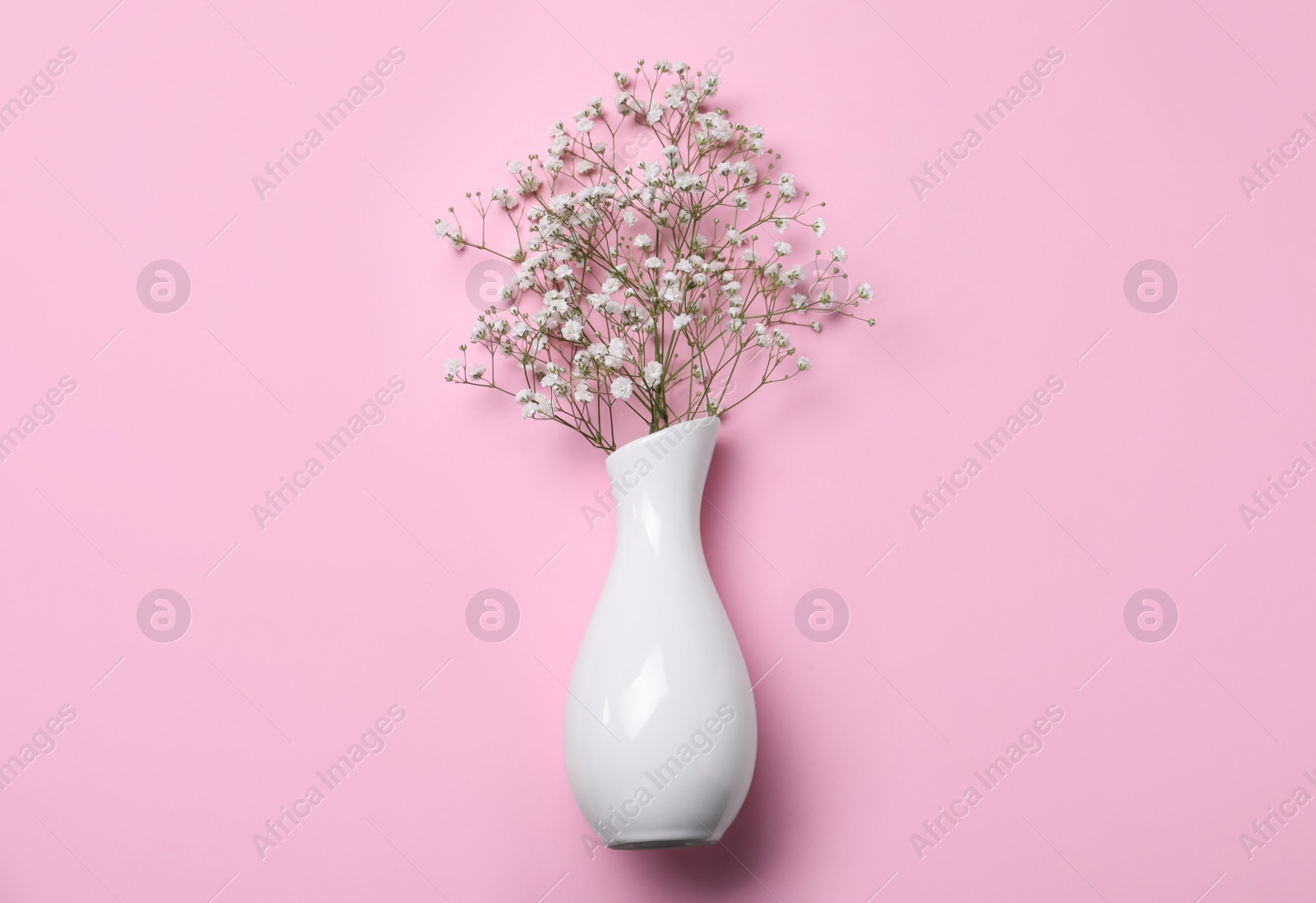 Photo of Beautiful gypsophila in white vase on pink background, top view