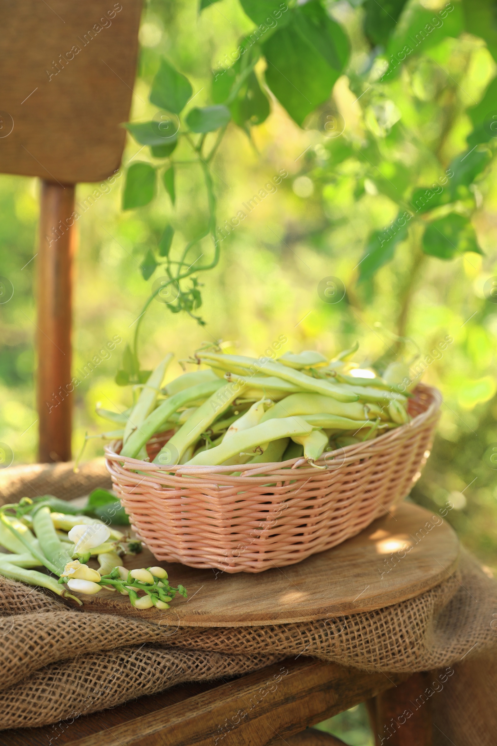 Photo of Wicker basket with fresh green beans on wooden chair in garden