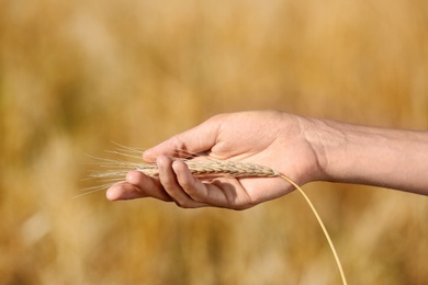 Photo of Farmer with wheat spikelet in field, closeup. Cereal grain crop