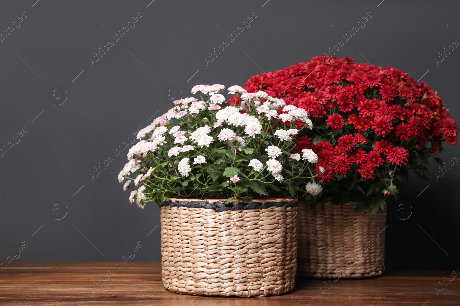 Photo of Beautiful fresh chrysanthemum flowers on wooden table against dark grey background