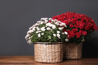 Beautiful fresh chrysanthemum flowers on wooden table against dark grey background