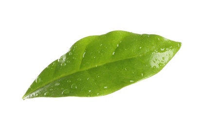 Photo of Fresh green coffee leaf with water drops isolated on white