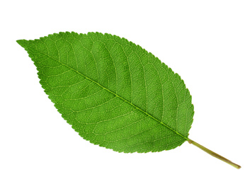 Green leaf of cherry tree isolated on white