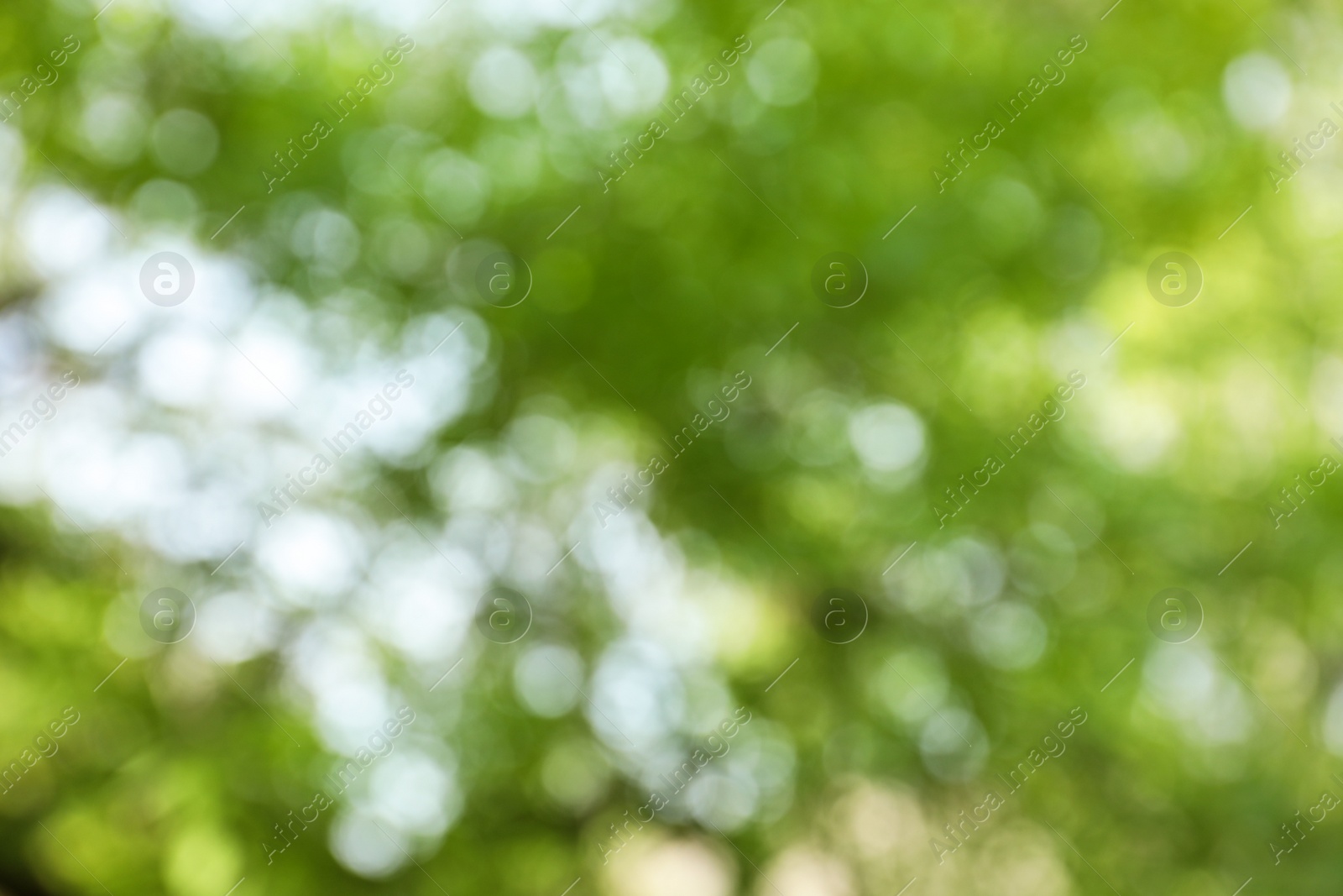 Photo of Blurred view of abstract green background. Bokeh effect