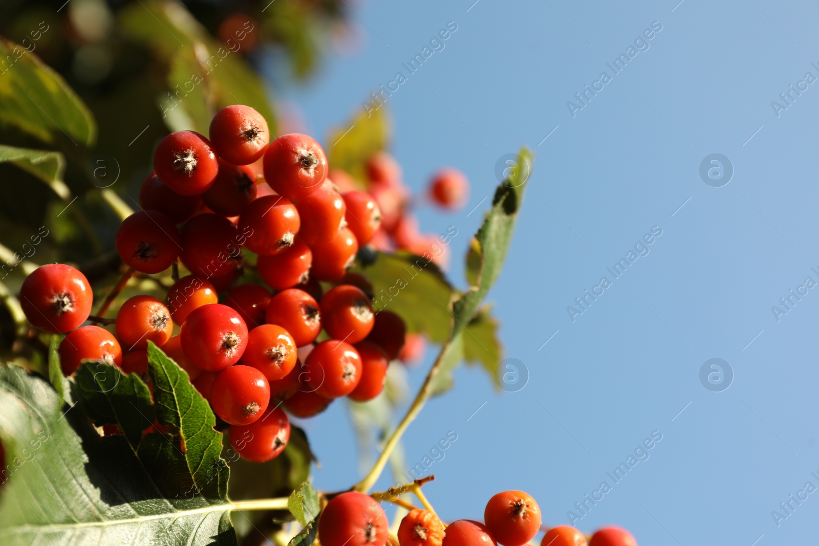 Photo of Rowan tree with many berries growing outdoors, low angle view. Space for text