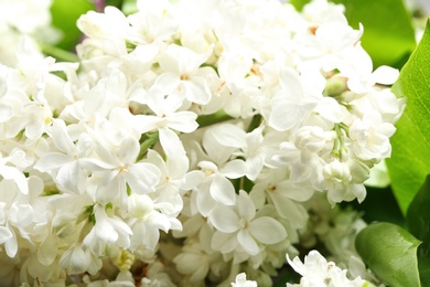 Beautiful blossoming lilac as background, closeup. Spring flowers