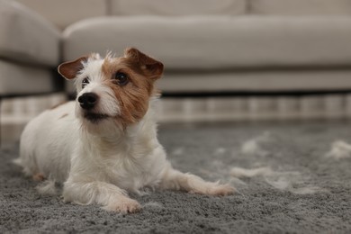 Photo of Cute dog lying on carpet with pet hair at home. Space for text