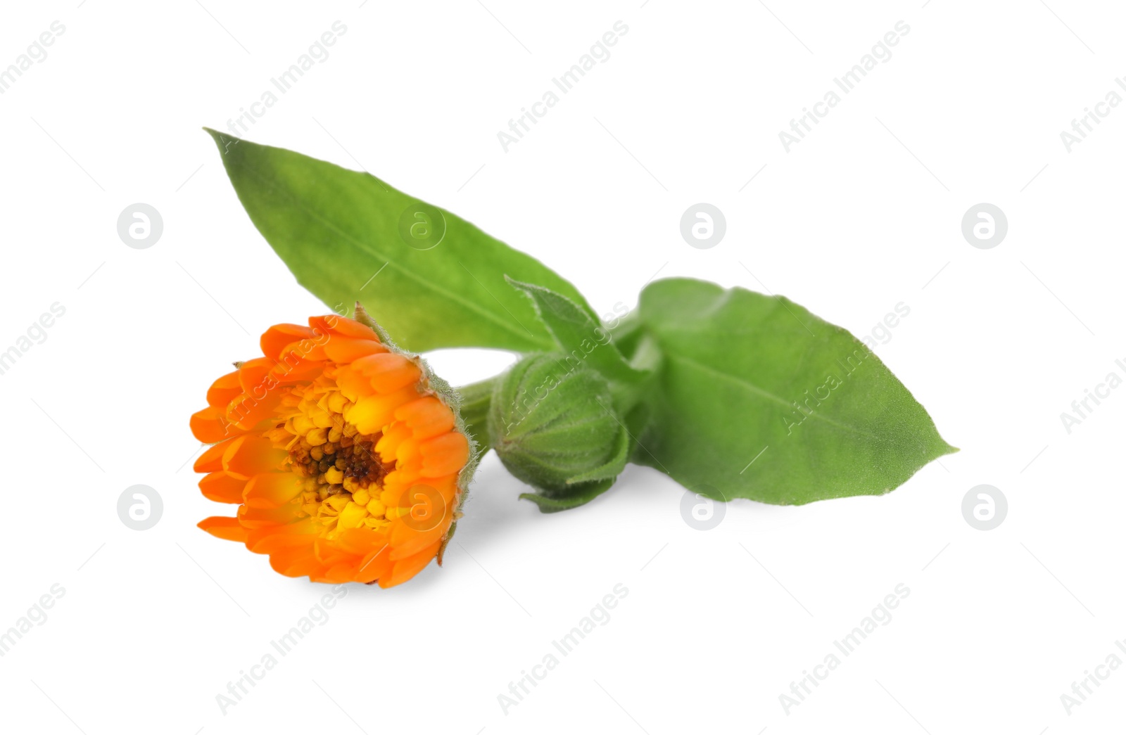 Photo of Fresh beautiful calendula plant with flower and bud isolated on white