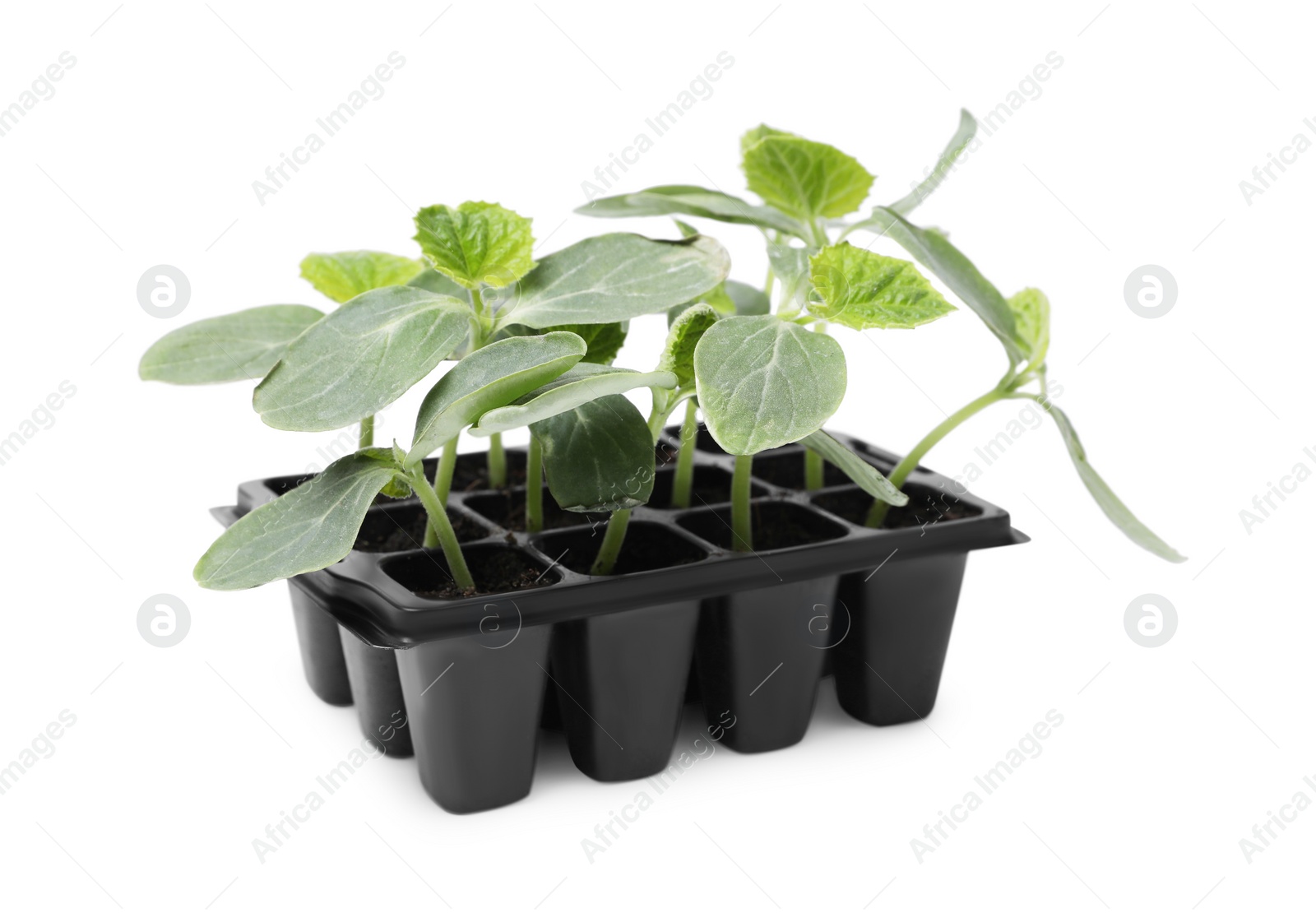 Photo of Seedlings growing in plastic container with soil isolated on white. Gardening season