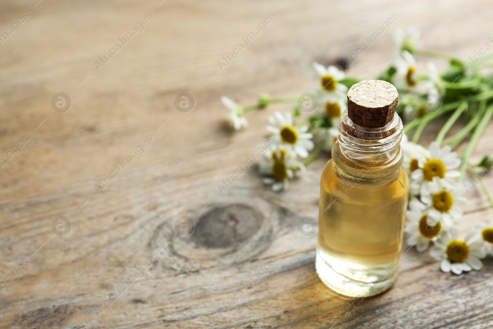 Photo of Bottle of essential oil and fresh chamomiles on wooden table. Space for text