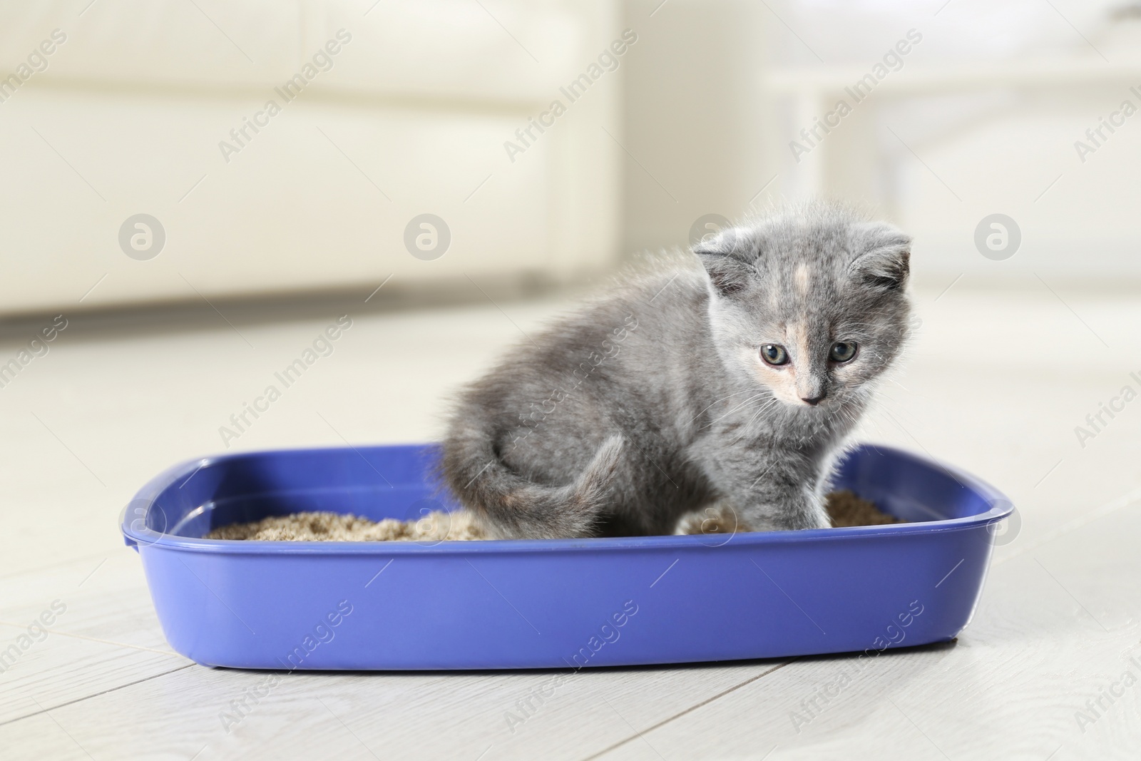Photo of Cute British Shorthair kitten in litter box at home