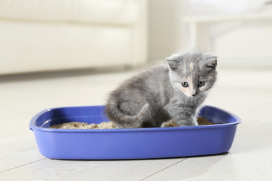 Cute British Shorthair kitten in litter box at home